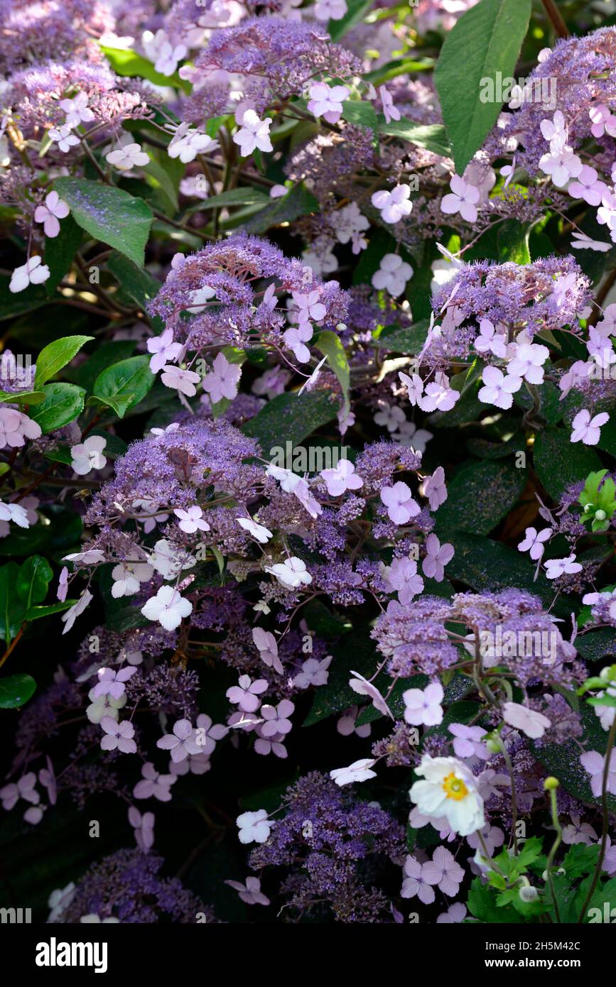 Hydrangea aspera Villosa group,Lacecap flowers,purple flowers,flower,flowering,garden,gardens,RM floral Stock Photo