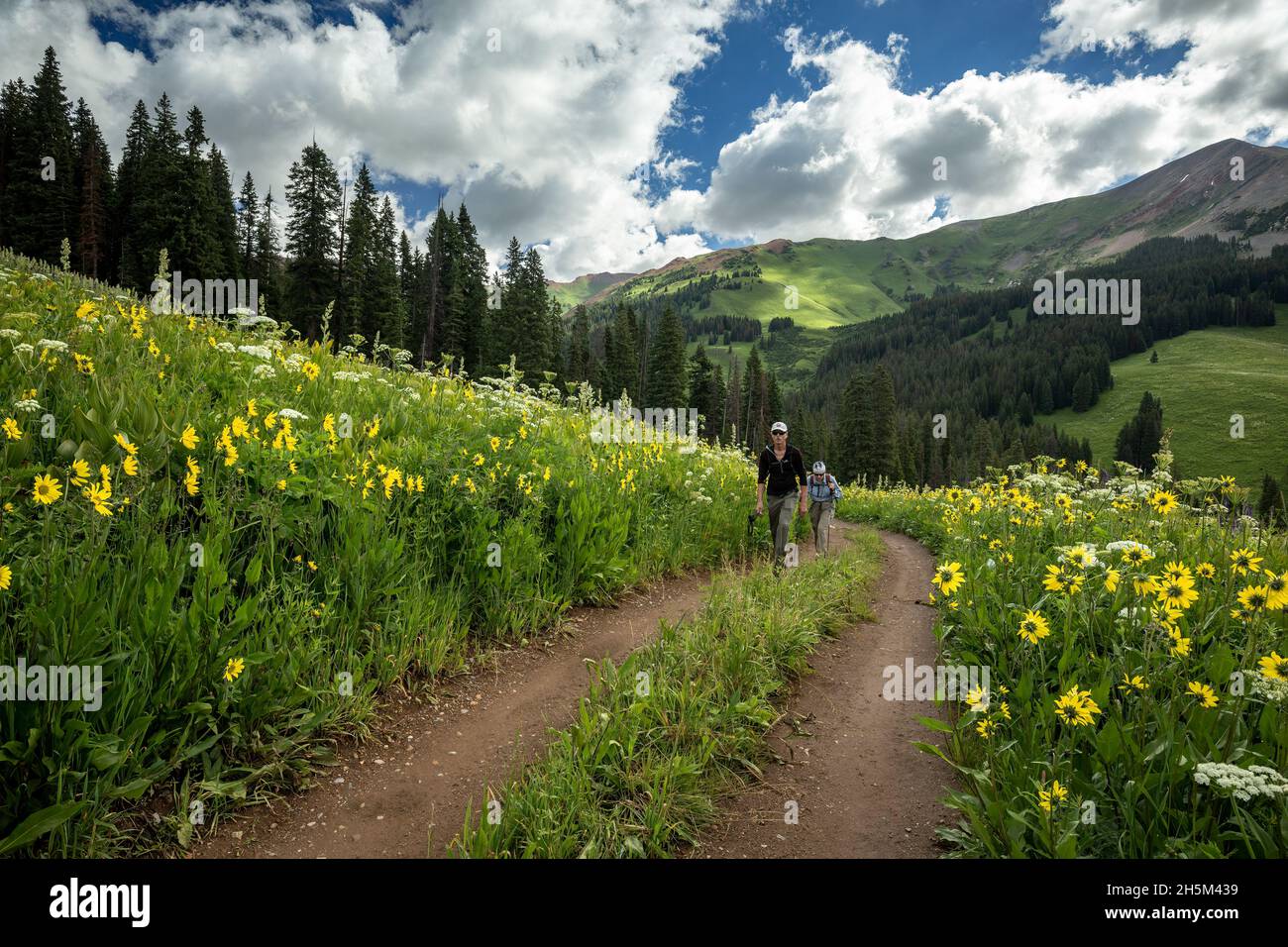 Wildflowers and hikers on Trail No. 401, Gunnison National Forest, near Crested Butte, Colorado USA Stock Photo
