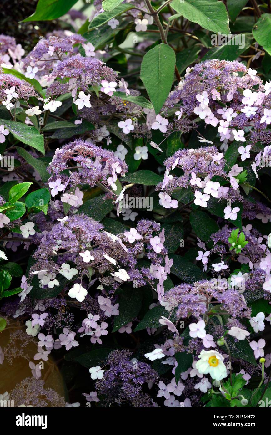 Hydrangea aspera Villosa group,Lacecap flowers,purple flowers,flower,flowering,garden,gardens,RM floral Stock Photo