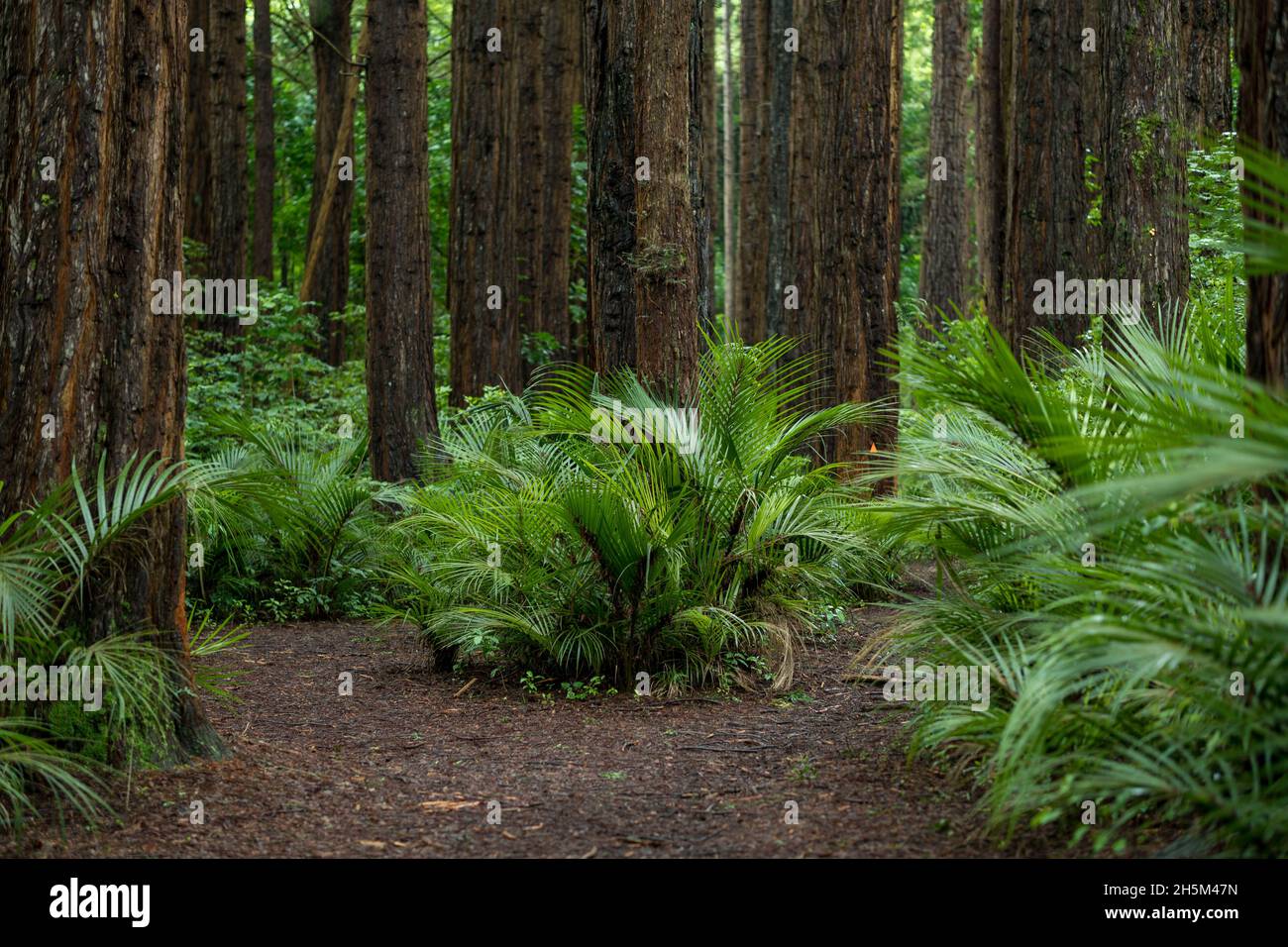 Whakarewarewa Redwood Forest, Rotorua, New Zealand Stock Photo