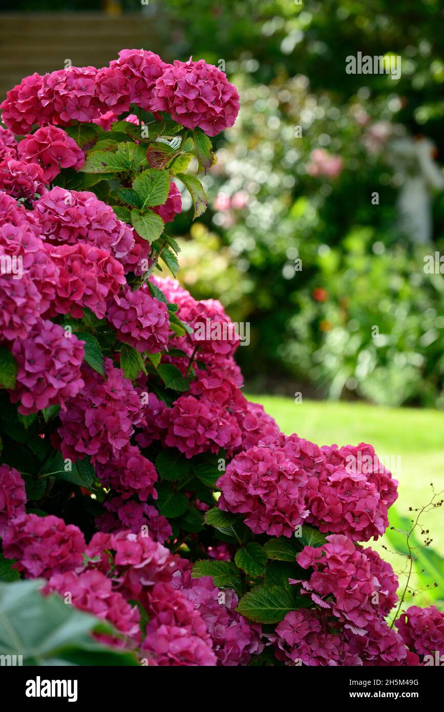 Hydrangea macrophylla,mophead hydrangea,pink,flower,flowers