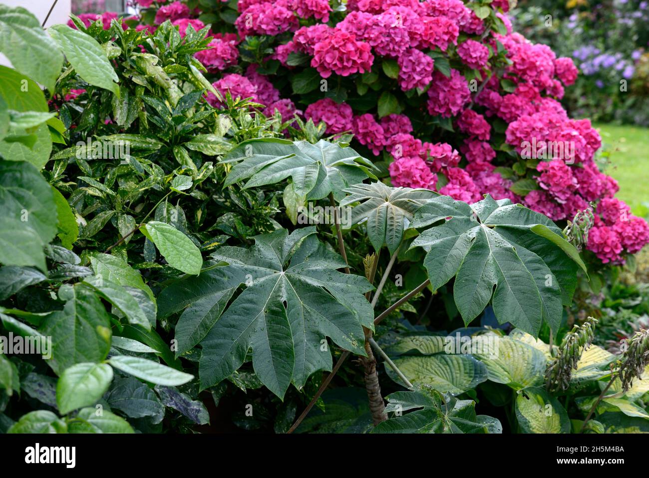 Tetrapanax papyrifer Rex,Hydrangea macrophylla,mophead hydrangea,pink