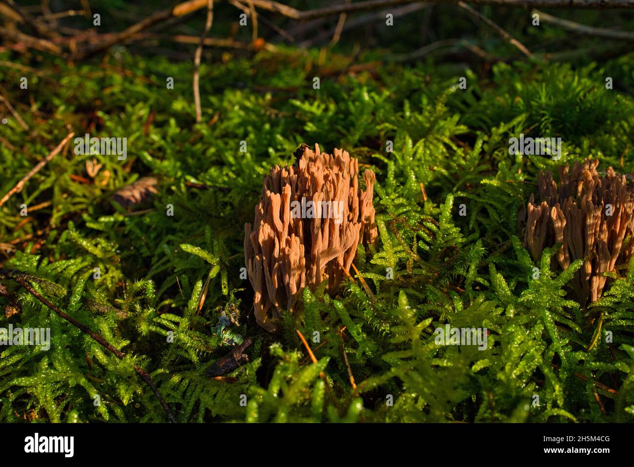 Coral mushroom called Ramaria formosa close-up, beautiful forest background Stock Photo
