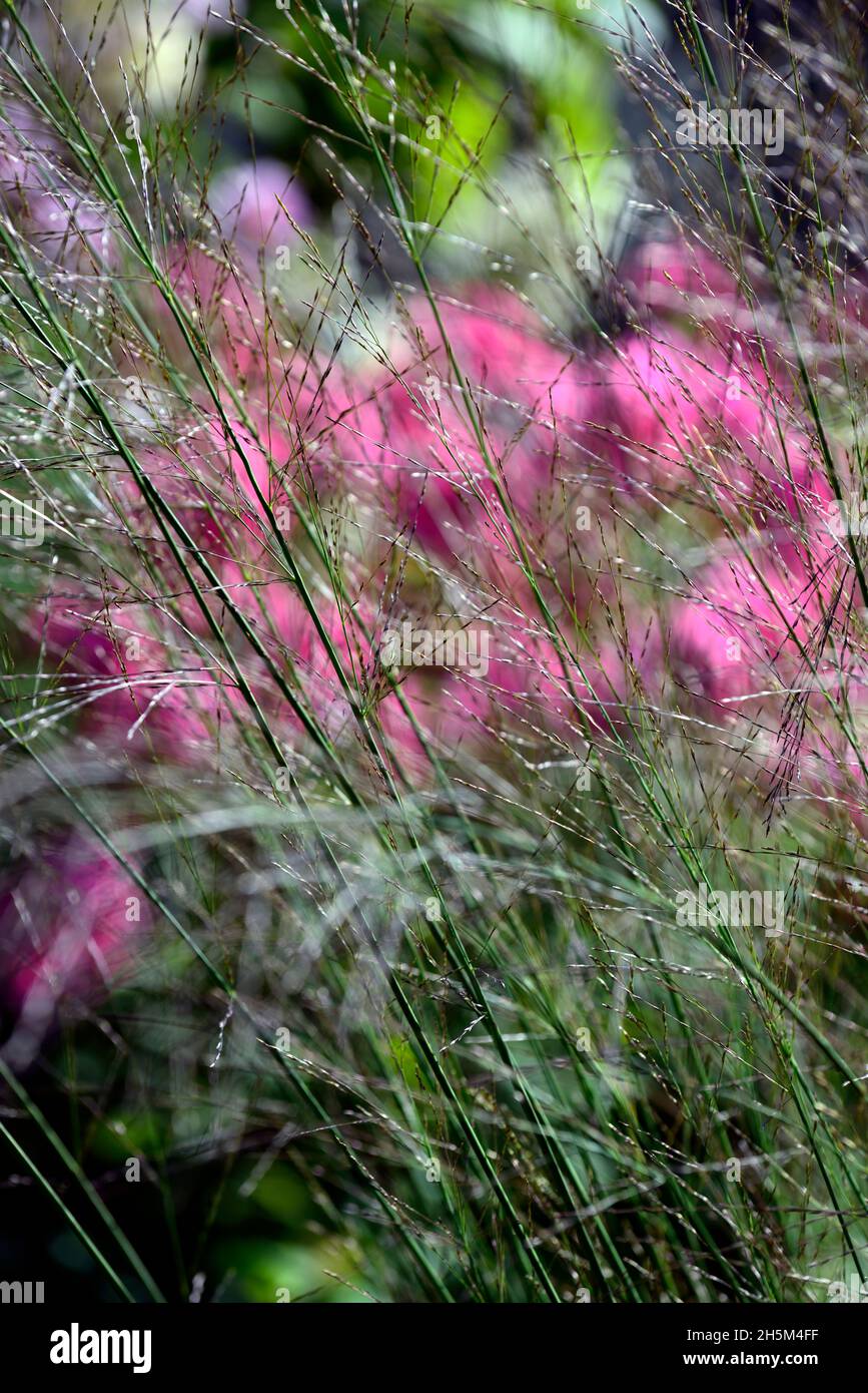 Molinia caerulea,,backlit,backlighting,ornamental grass,ornamental grasses,garden,gardens,RM Floral Stock Photo