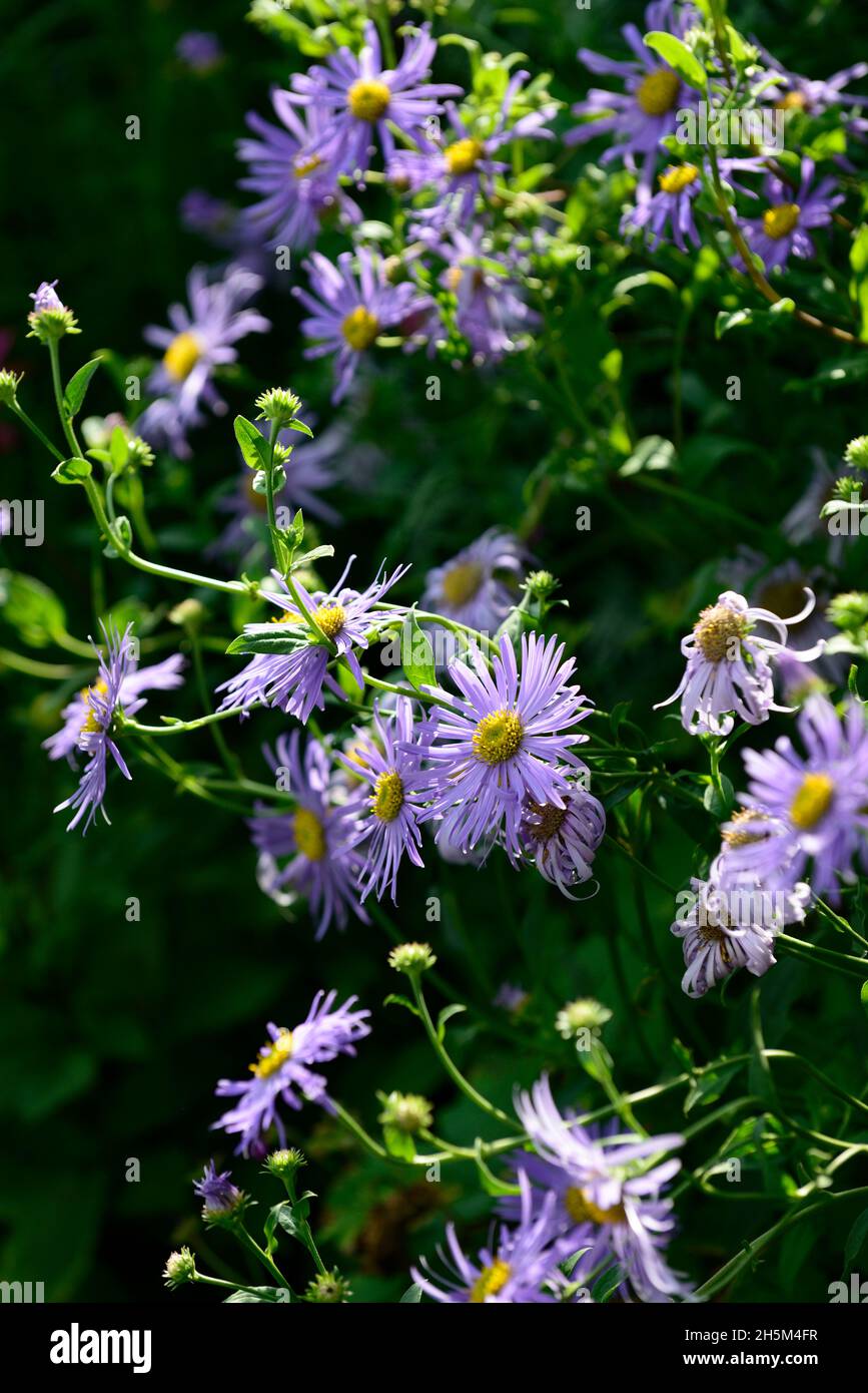 aster-x-frikartii-monch-blue-flower-flowers-asters-perennials