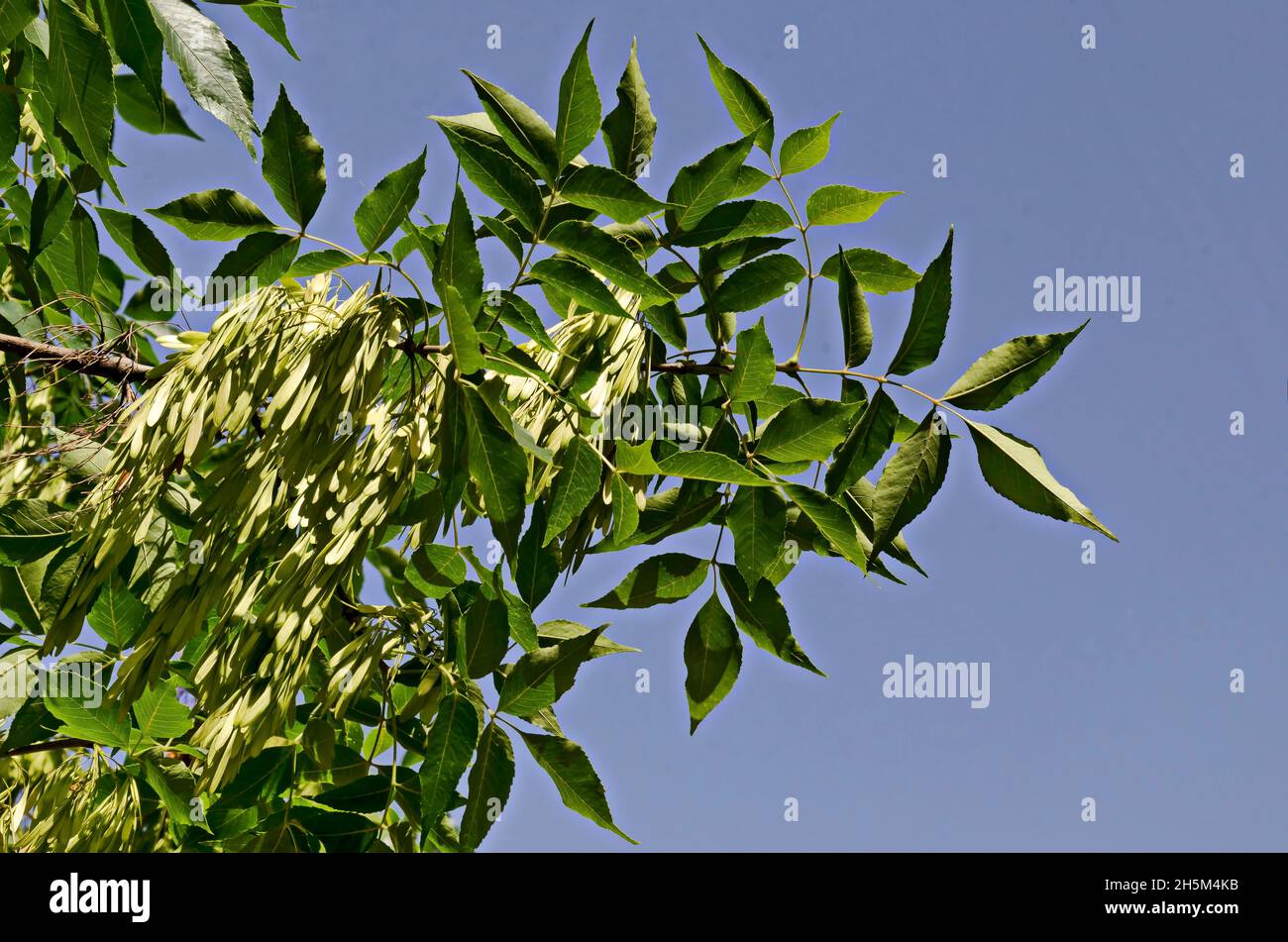 Branch of the ash tree or Fraxinus with immature seeds in summer, Sofia, Bulgaria Stock Photo
