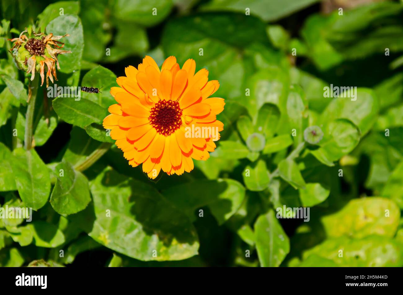 Marigold or calendula flower in the garden, Sofia, Bulgaria Stock Photo