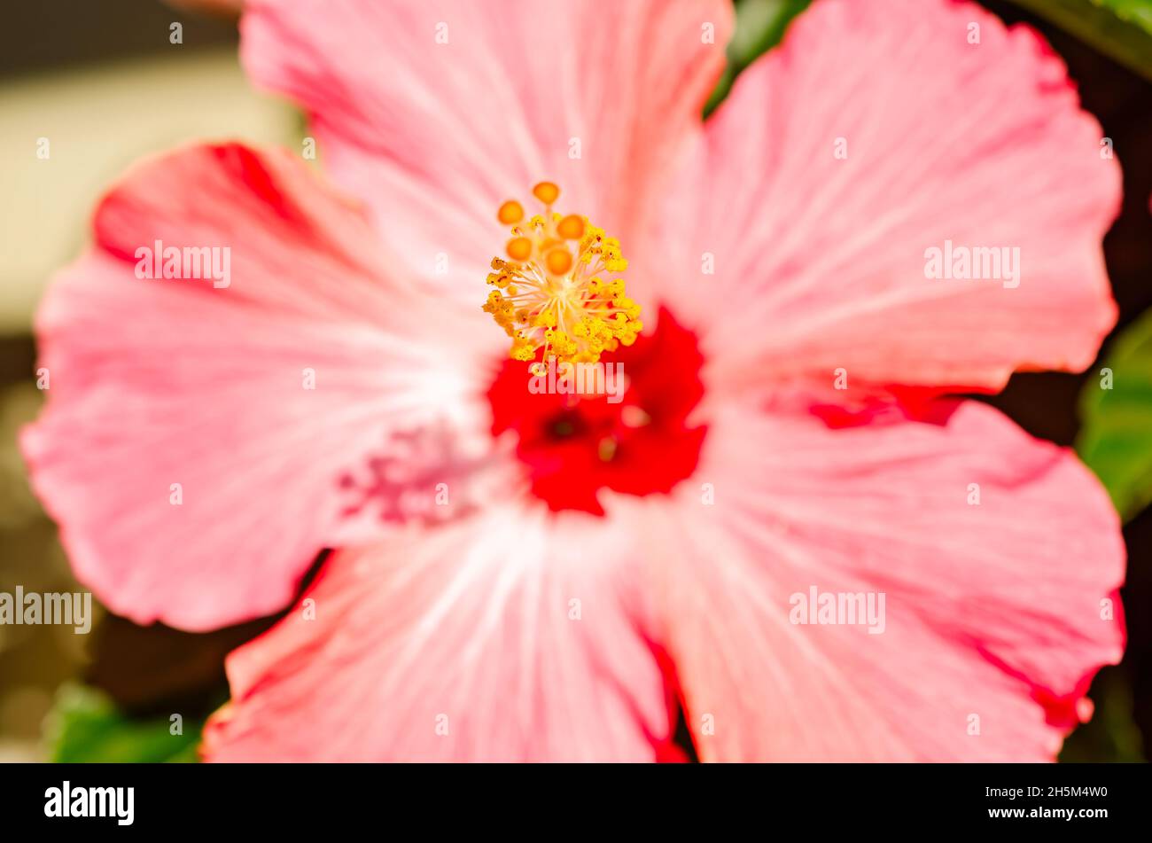 Chinese hibiscus hibiscus rosa sinensis hires stock photography and