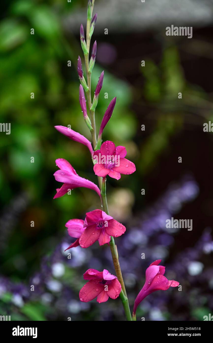 Watsonia Borbonica Victoria,Bugle lily,purple flower,purple flowers,purple watsonias,flower,flowers,spike,spikes,perennial,mixed bed,border,planting Stock Photo