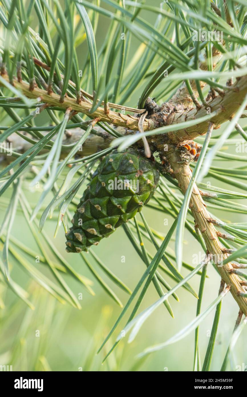 Unripe European red pine, Pinus sylvestris cone during late summer in Estonia. Stock Photo