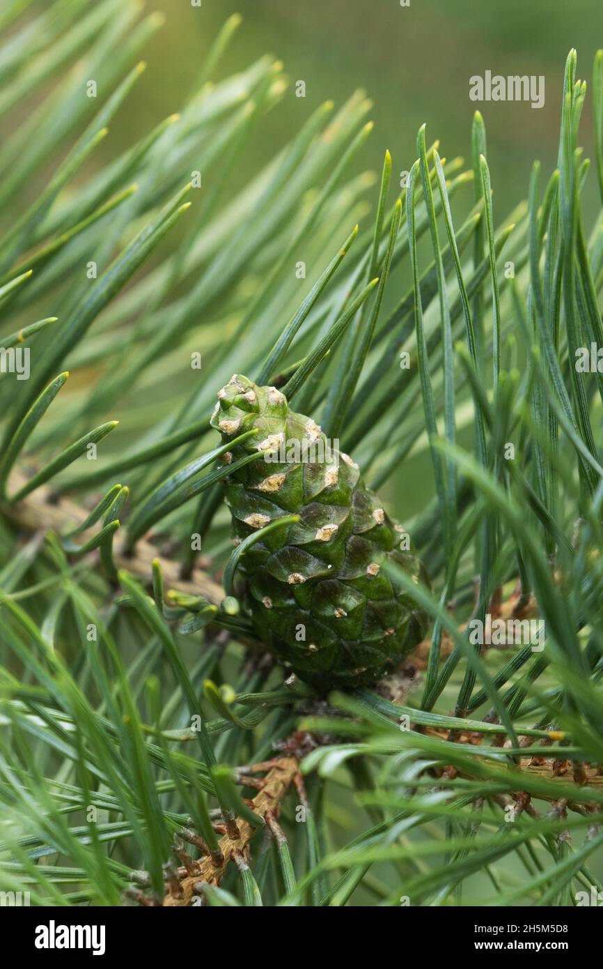 Unripe European red pine, Pinus sylvestris cone during late summer in Estonia. Stock Photo