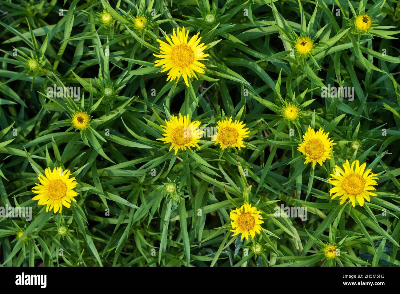 A group of flowering Dwarf golden asters growing in a garden. Stock Photo
