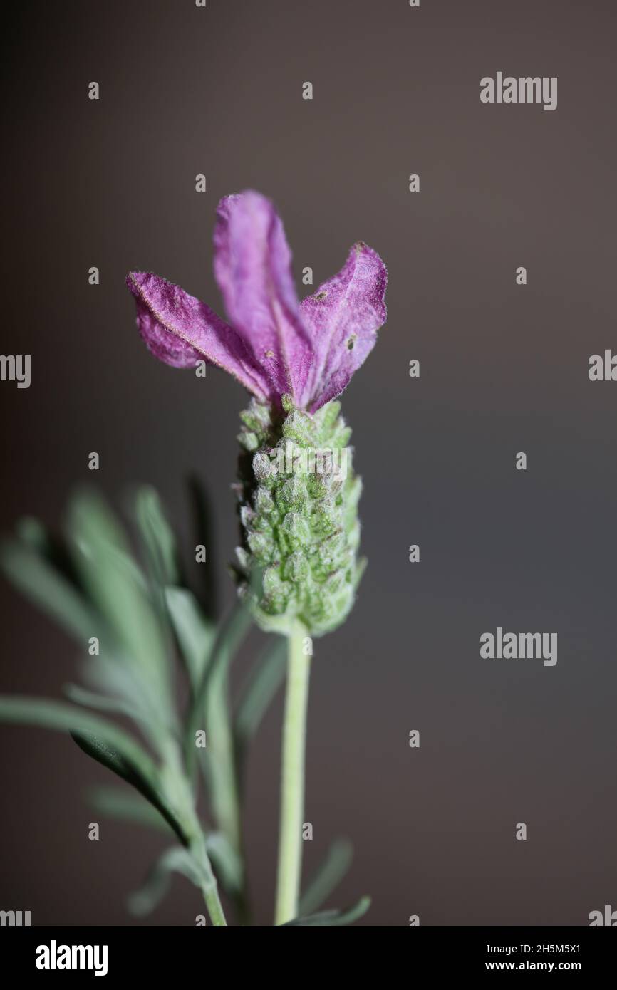 Flower blossom macro background lavandula stoechas family lamiaceae