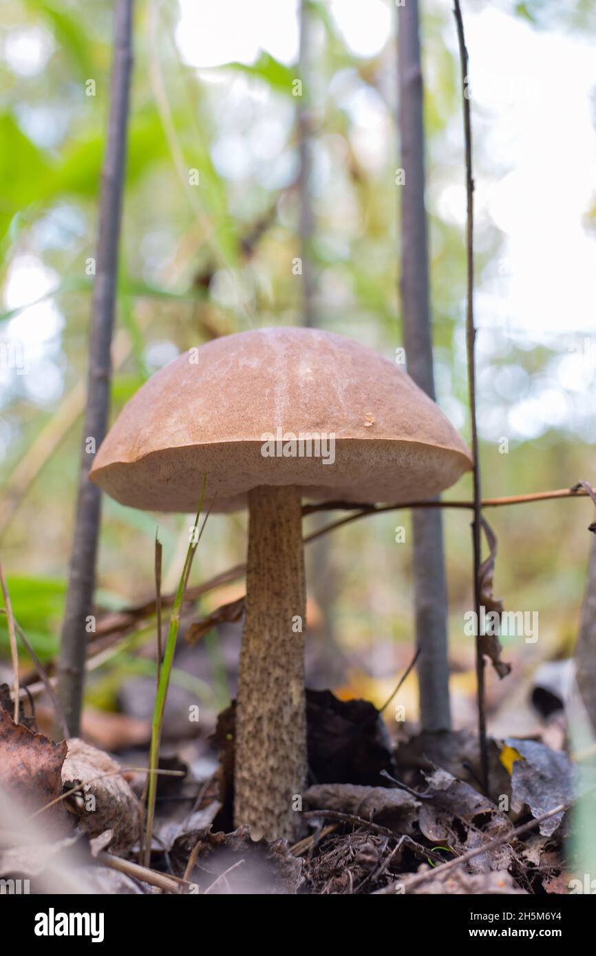 In the forest grows a small edible mushroom on moss. The foreground and background are heavily blurred. Frame vertical Stock Photo