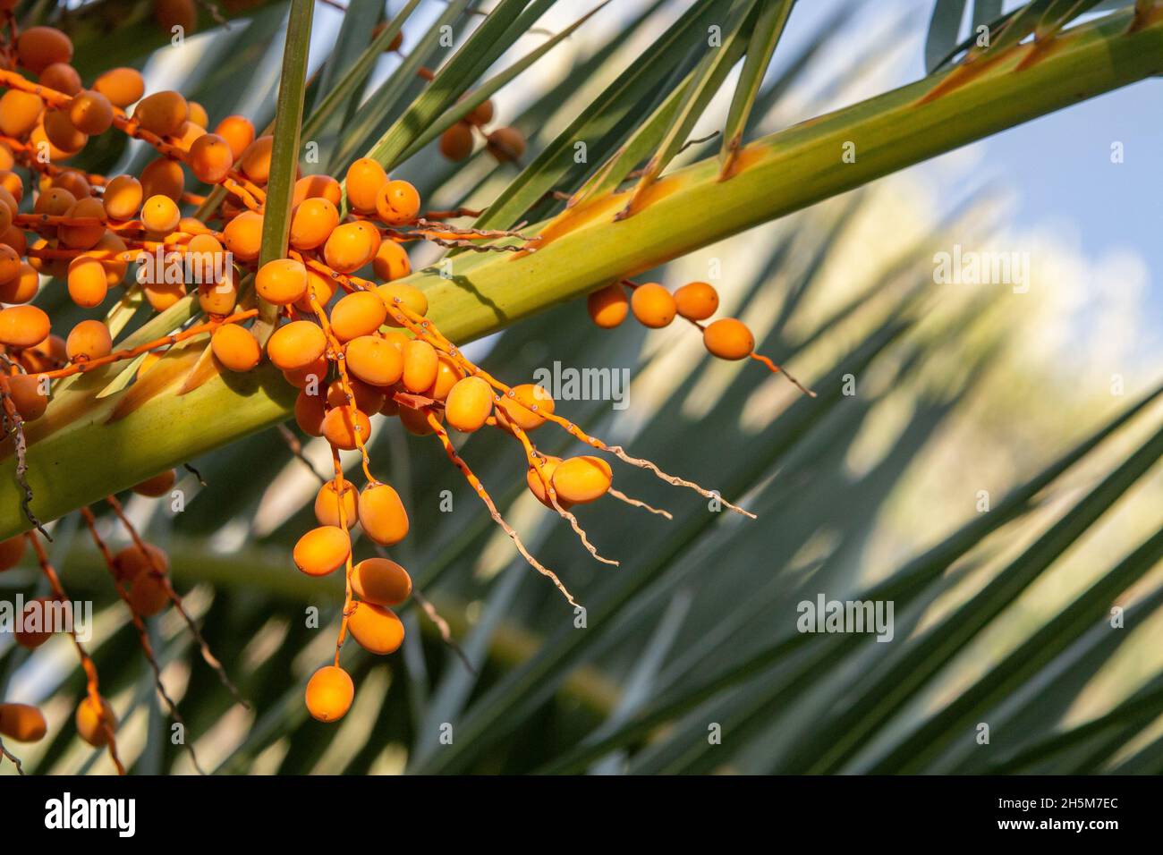 Hanging yellow dates hires stock photography and images Alamy