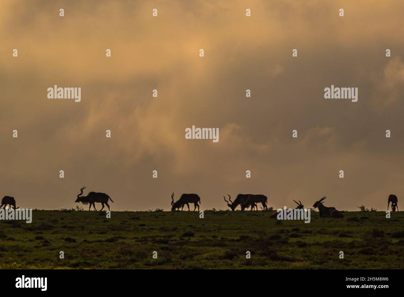 Silhouette of Greater kudus antelope on grassy ridge against misty, cloudy sky during sunrise at Addo Elephant National Park, South Africa. Stock Photo