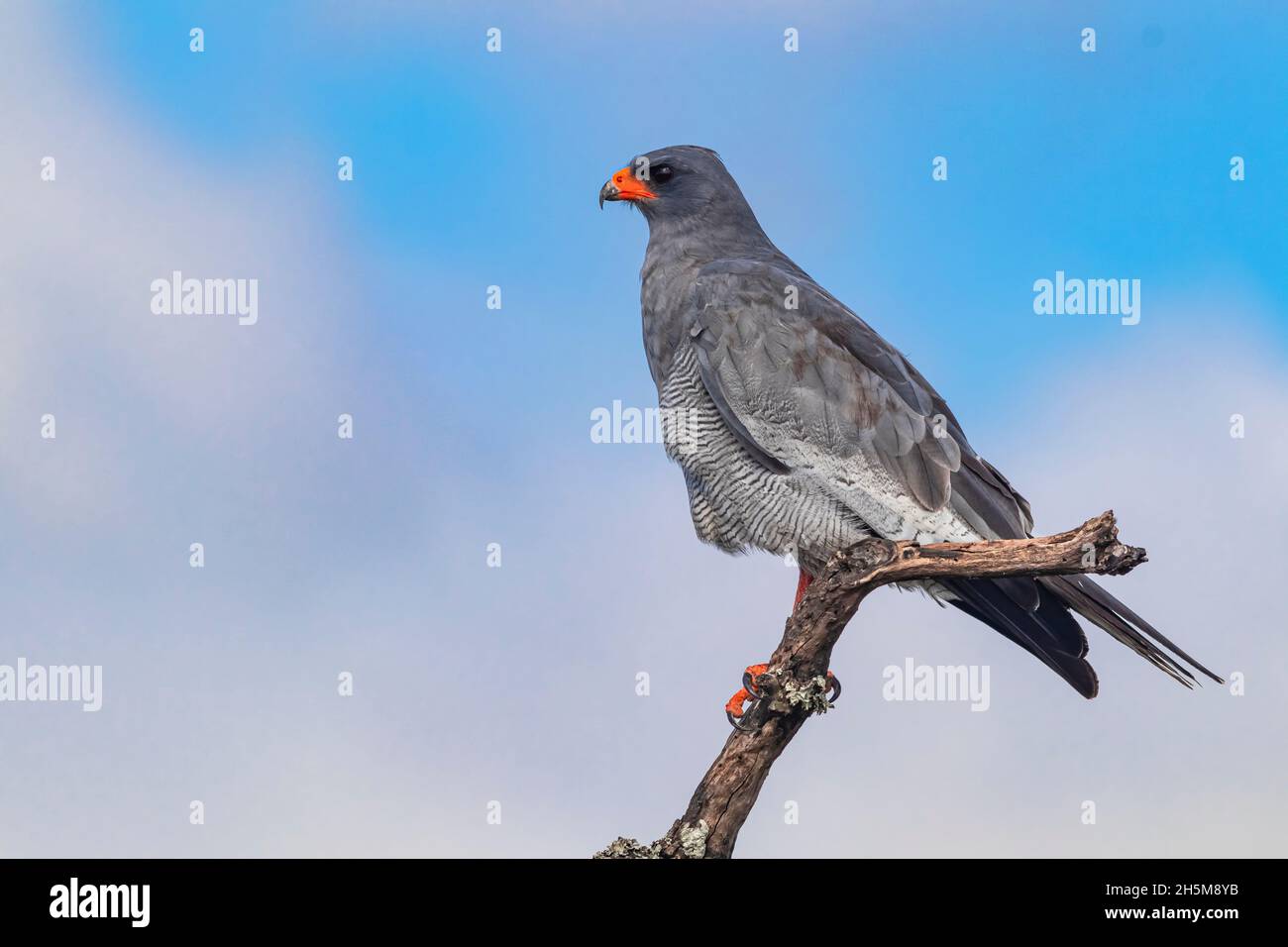 an-african-harrier-hawk-harrier-hawk-or-gymnogene-polyboroides-typus