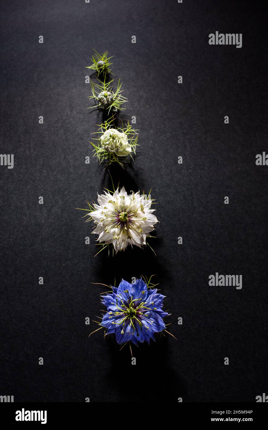 Progression of a flower in phases and stages from its bud to its open