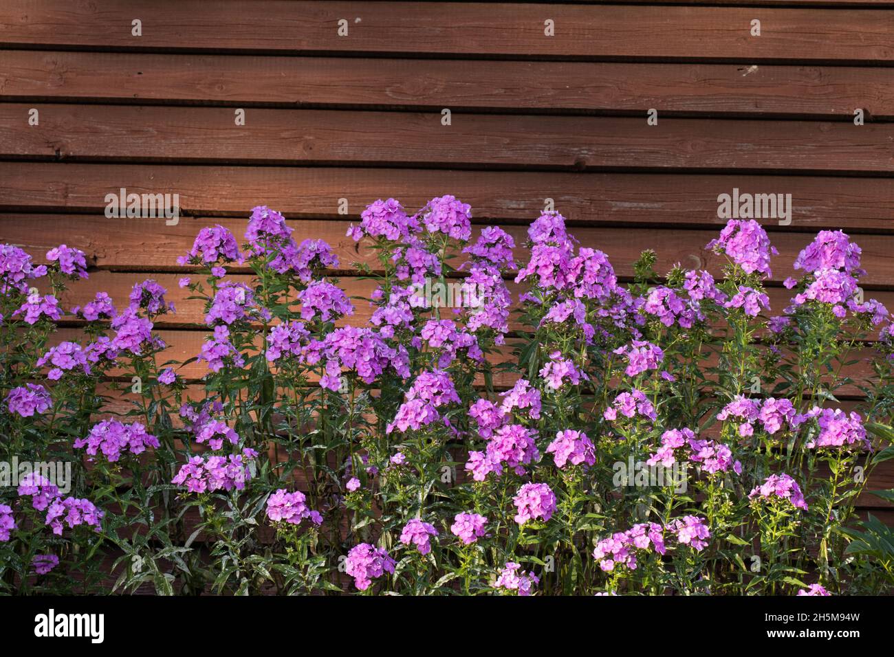Pinkish Phloxes by a reddish wooden wall in European garden. Stock Photo