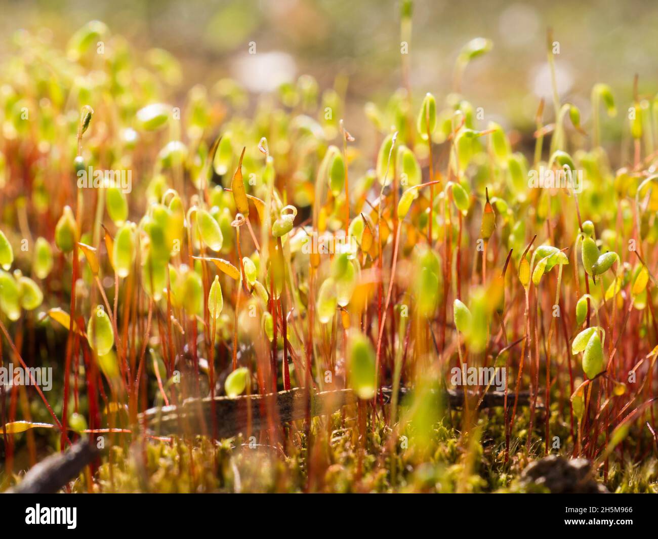Group of spring moss Pohlia nutans in gold light. Macro of moss spores. Spore capsules close up. Abstract, colorful composition with moss flowers in Stock Photo
