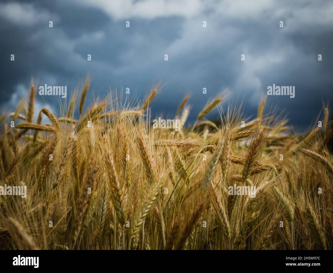 Wheat field under storm clouds hi-res stock photography and images - Alamy