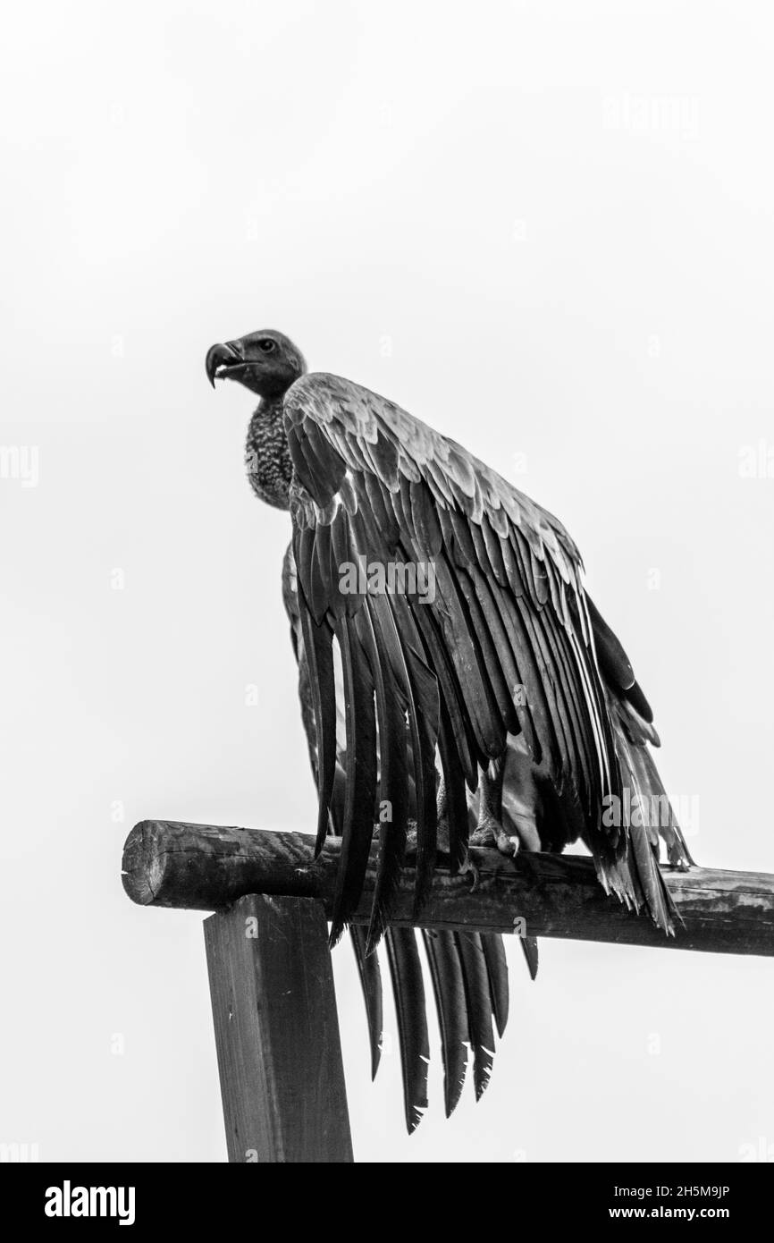 Vulture statue against the white sky Stock Photo - Alamy