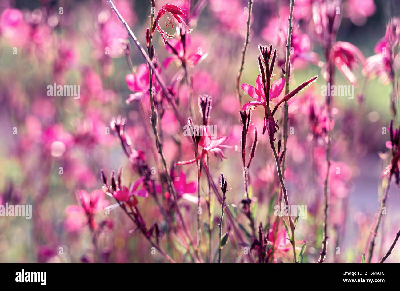 Beautiful wild flowers in the sunlight background. Shot with selective soft focus. Toned in mauve color. Gentle airy light natural art background. Stock Photo