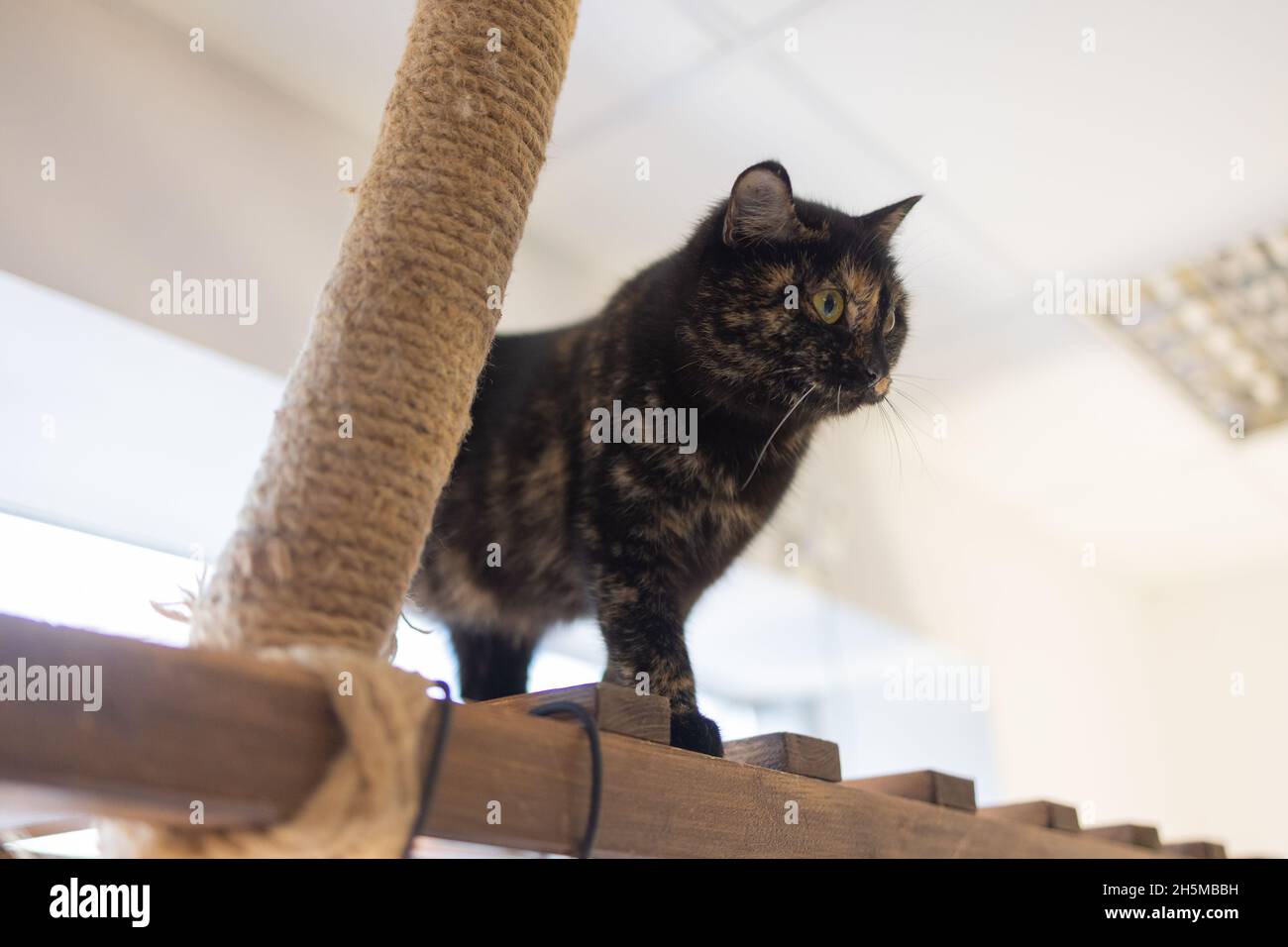 Domestic Cat using Scratching Post - Overhead, Landscape claw Stock ...