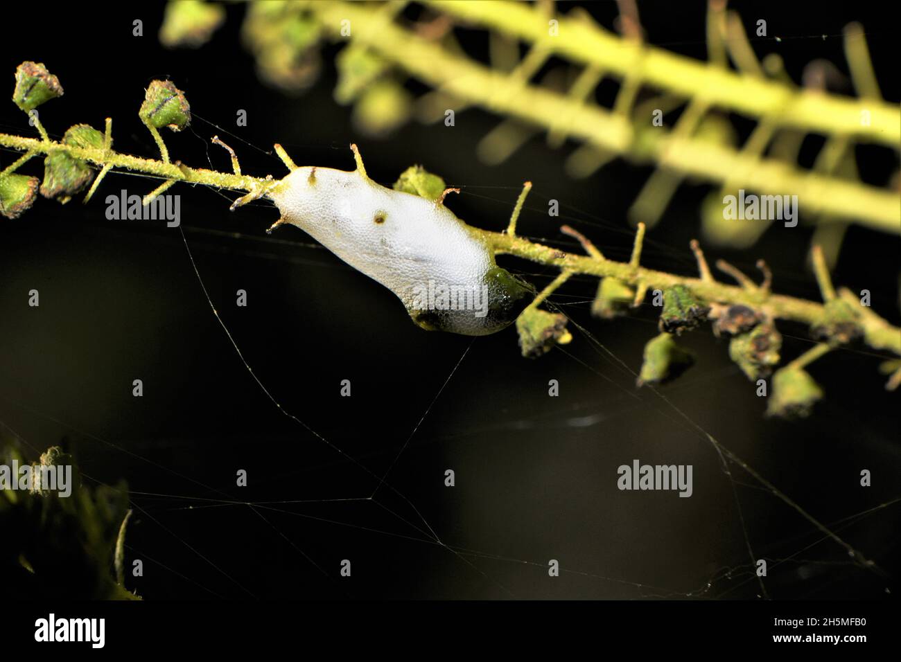Spit bug hi-res stock photography and images - Alamy