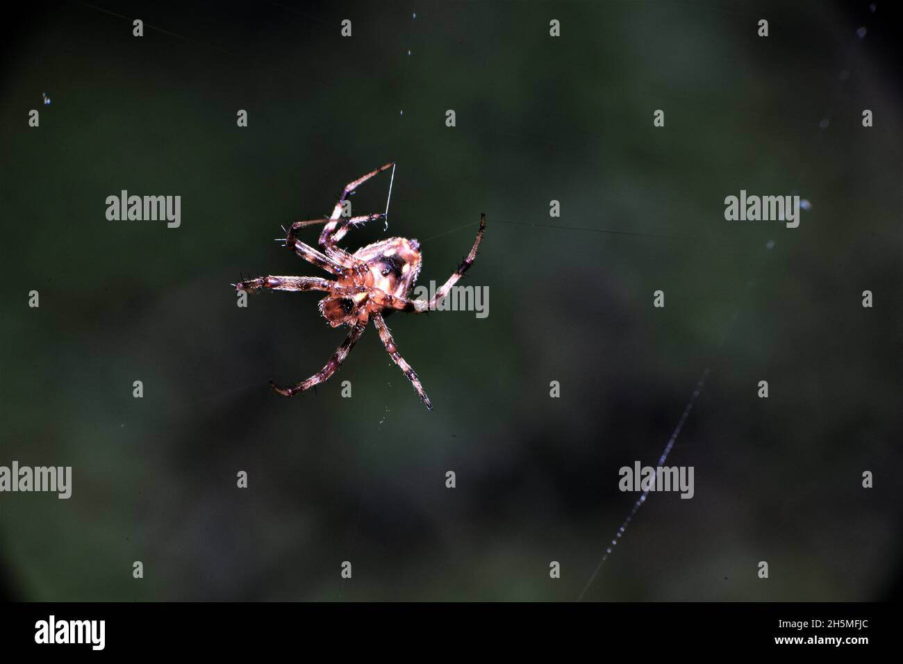 A garden orb weaver spider in it's web. Stock Photo