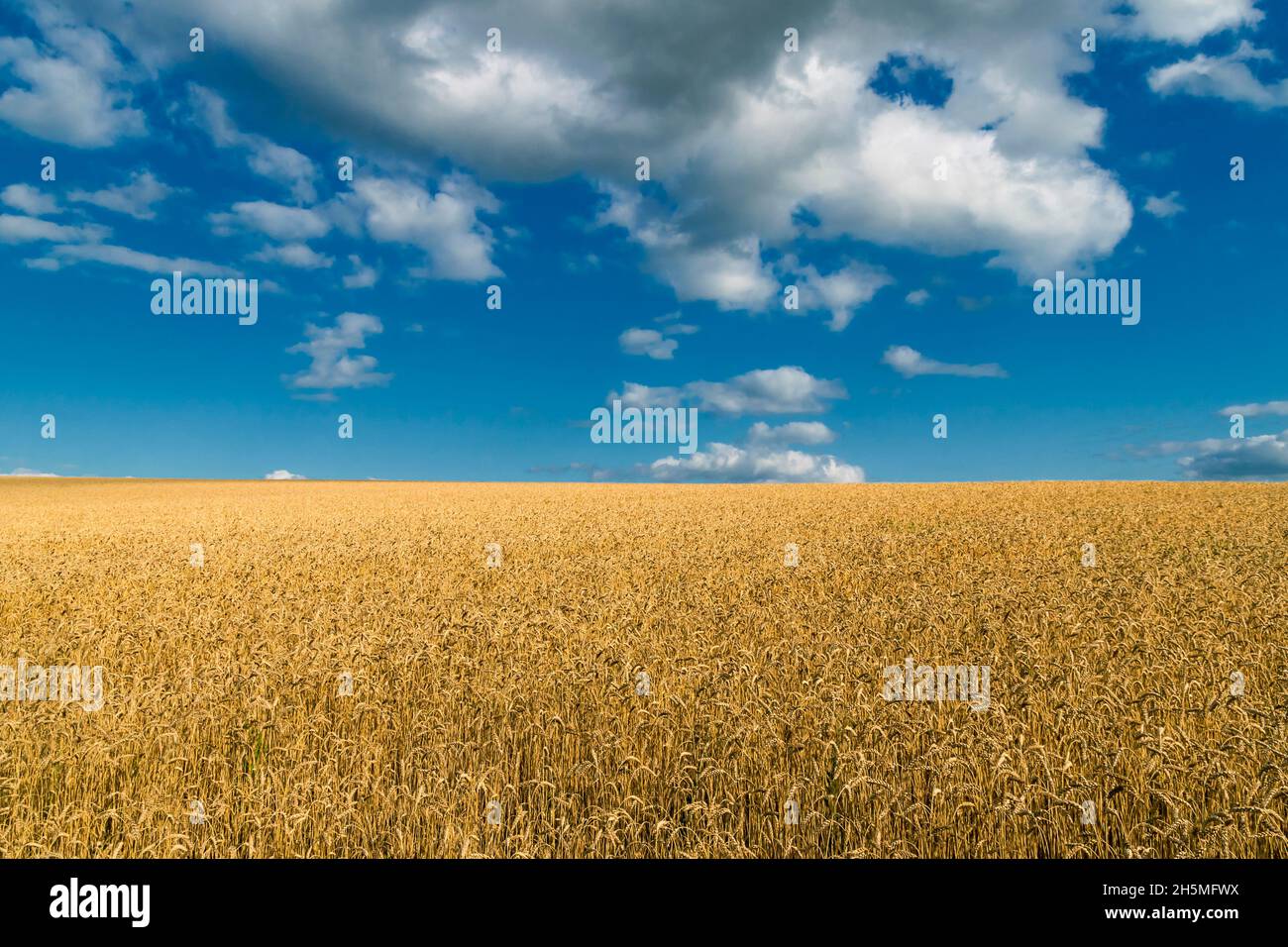 Harvest of ripe wheat ears under a clear blue sky in background Stock ...