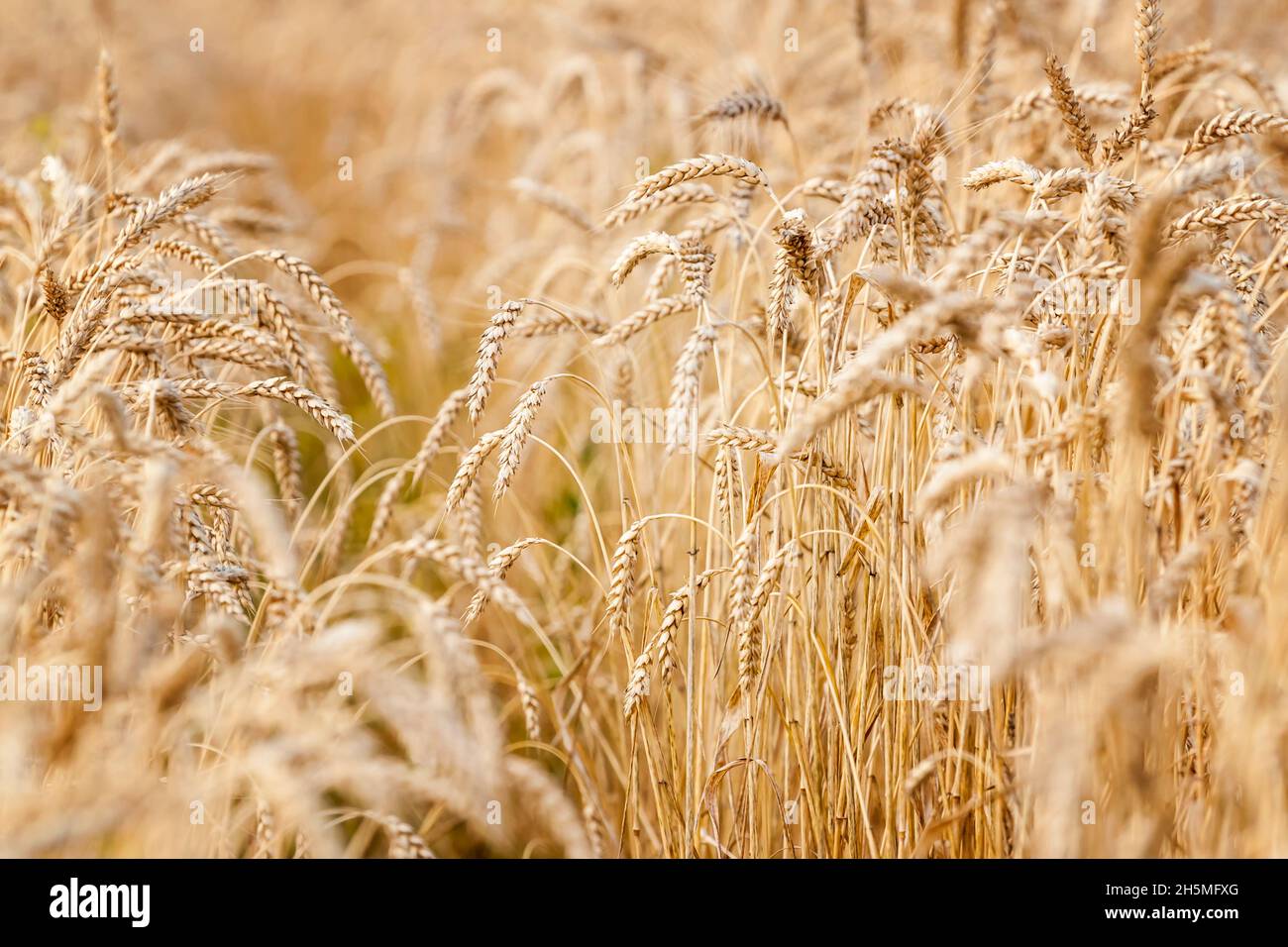Wheat field. Ears of golden wheat close up Stock Photo - Alamy