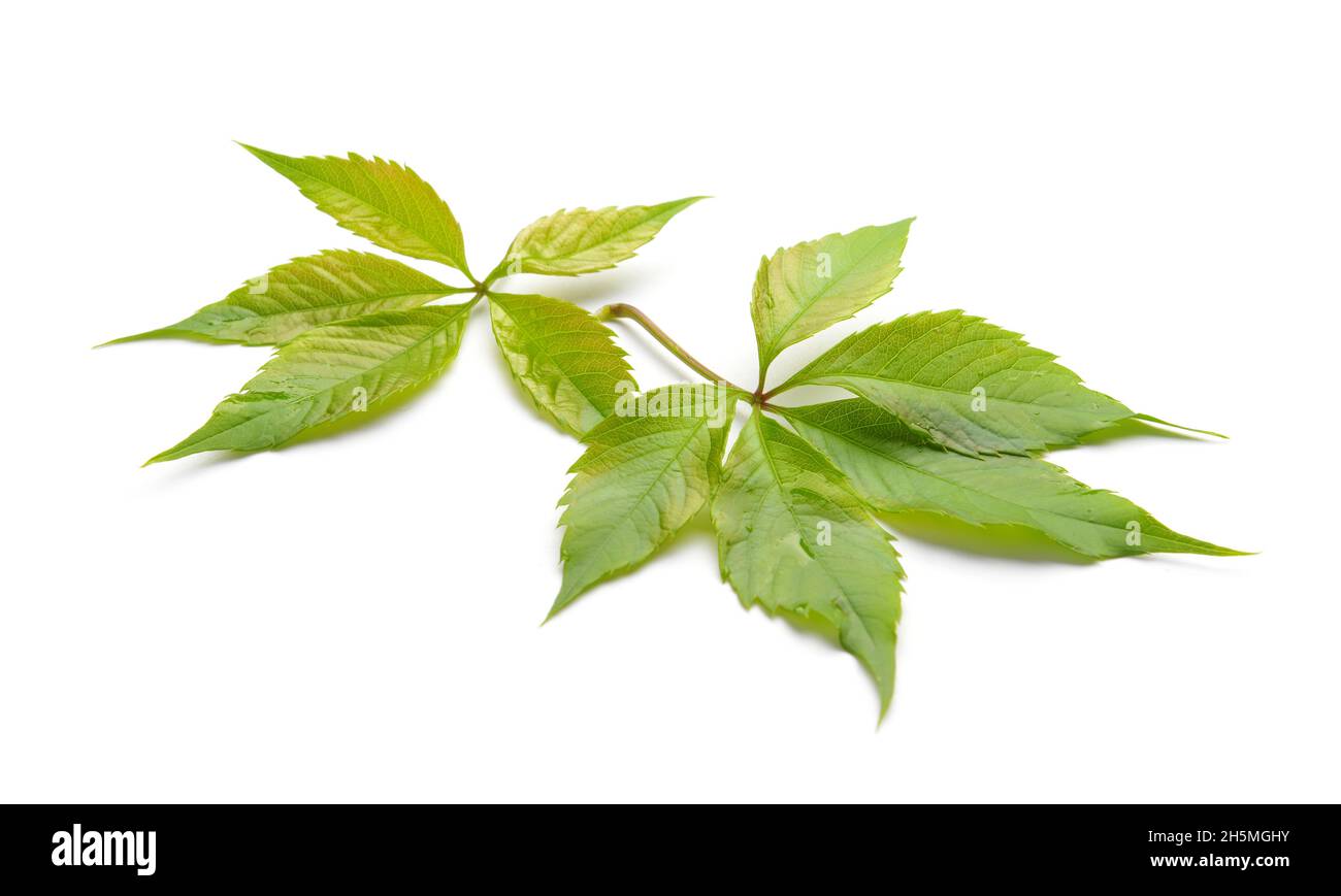 Green leaves isolated on white Stock Photo - Alamy
