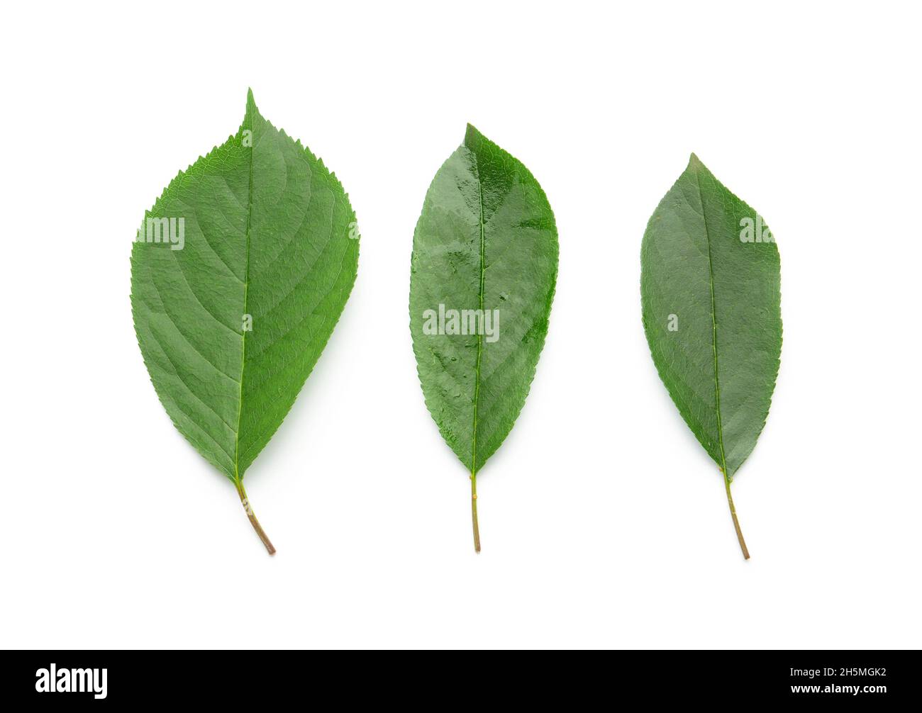 Green leaves isolated on white Stock Photo - Alamy
