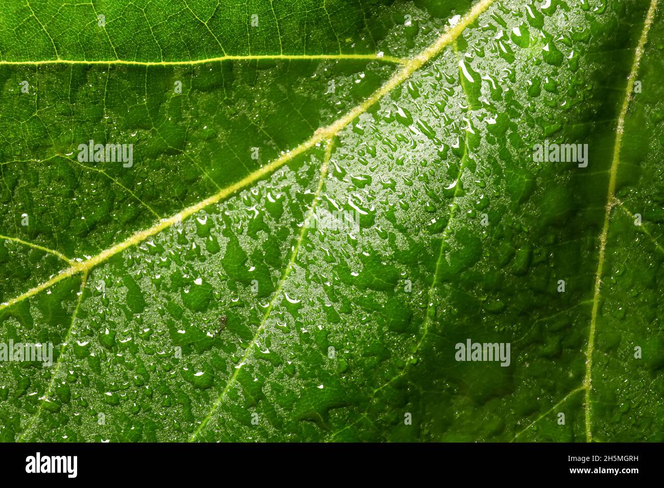Texture of bright green leaf with water drops, closeup view Stock Photo ...