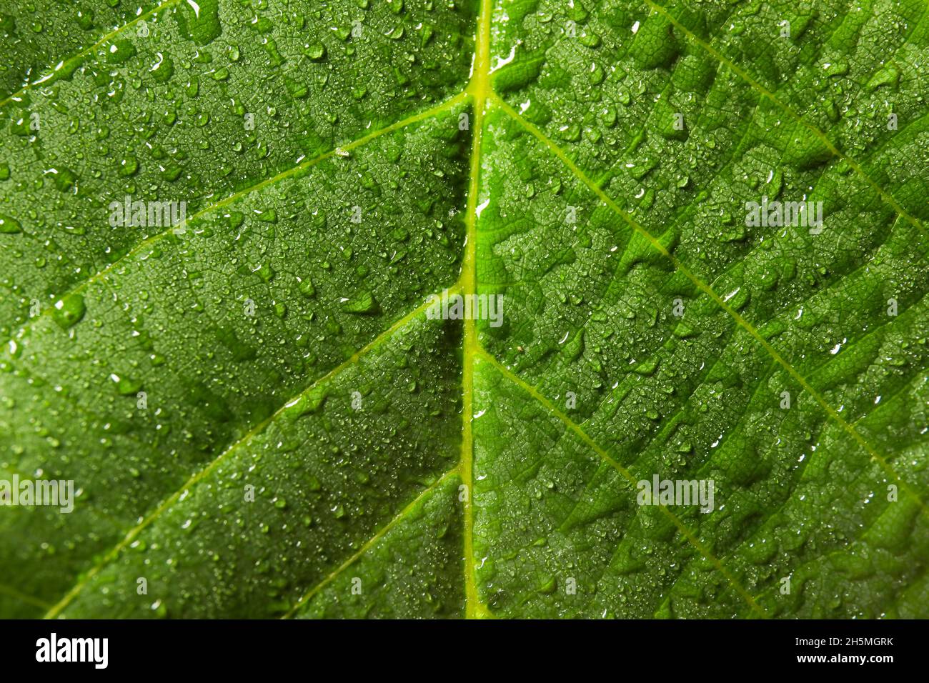 Texture of bright green leaf with water drops, closeup view Stock Photo ...