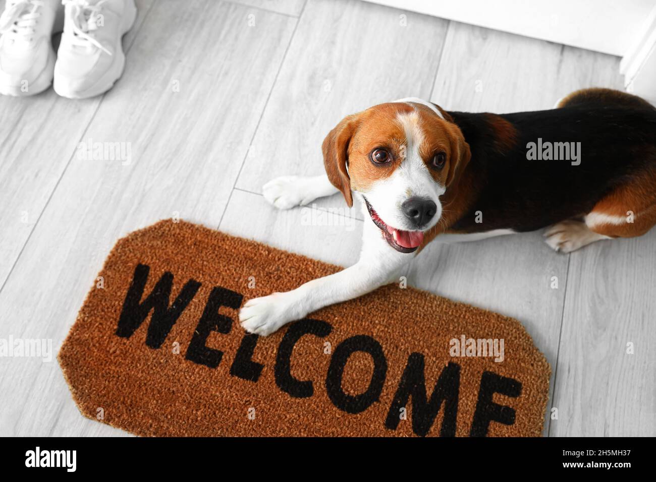 Small Puppy Dog Sitting On A Door Mat With Written Text Welcome Stock Photo  - Download Image Now - iStock