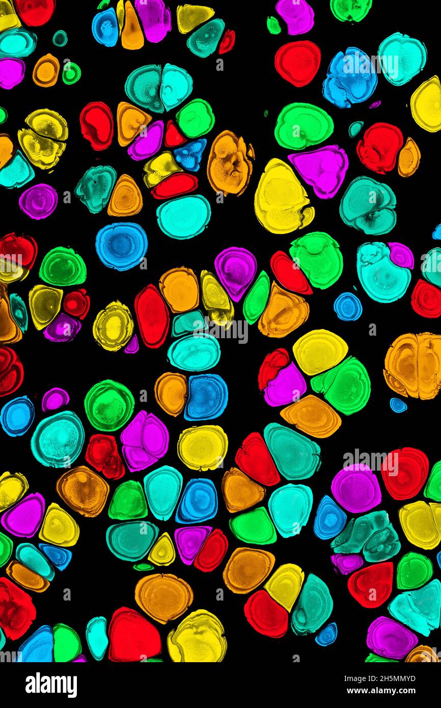 Colorful abstract acrylic painting cells. Free flowing cells. Pouring. Stock Photo