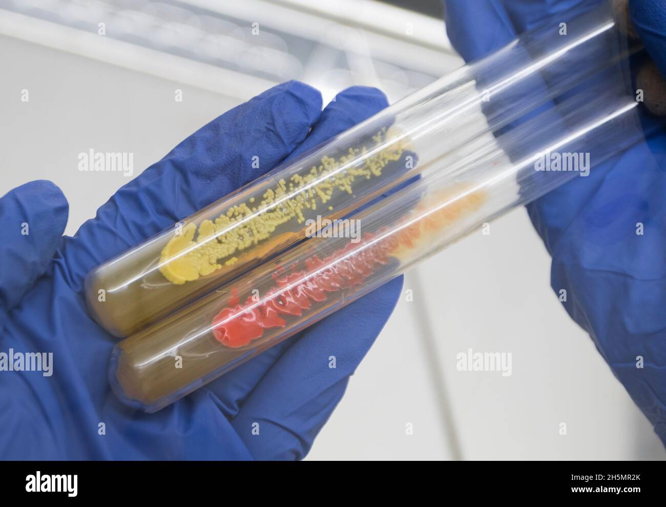 Two glass test tubes with colored bacteria in the hands of a scientist