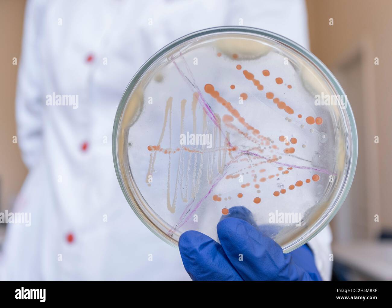 The scientist shows a petri dish with bacteria in the sectors Stock