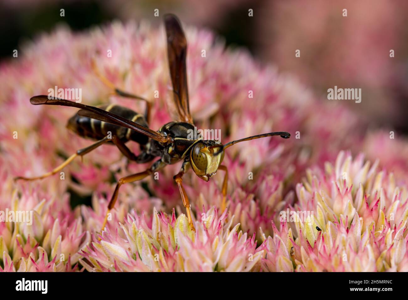 Pale yellow face Northern Paper Wasp feeding on nectar from Sedum plant. Insect and wildlife conservation, habitat preservation, and backyard flower g Stock Photo