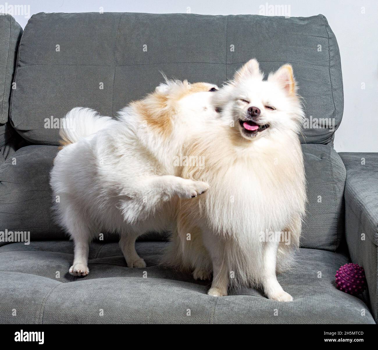 Two Cute White German Spitz Pomeranian With A Rainbow Flag Gay Stock Photo Alamy