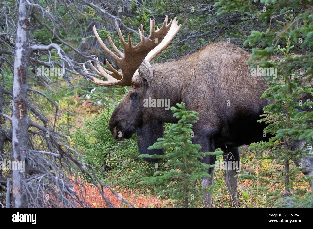 A large Alaska bull moose appears in a small muskeg. Stock Photo