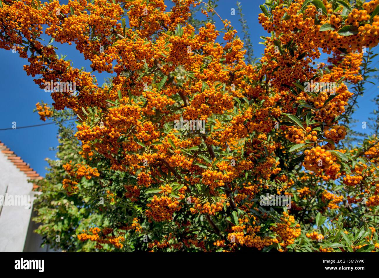 Orange berries on a tree in front of the house. The berries are illuminated by the autumn sun. They are the decoration of the house. Stock Photo