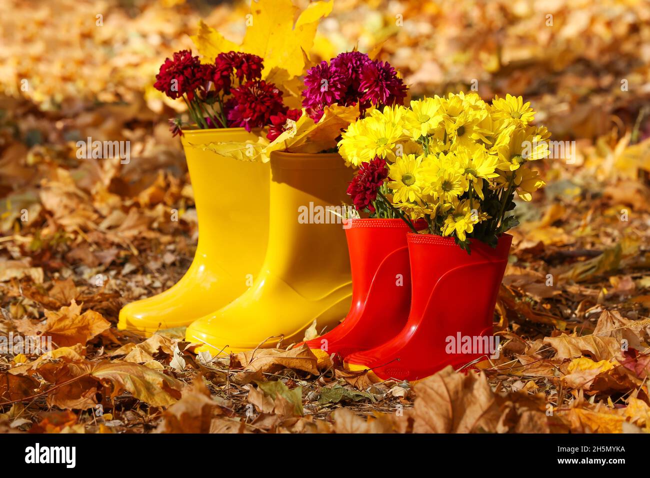 Pair of rubber boots with leaves and beautiful flowers in autumn park Stock  Photo - Alamy