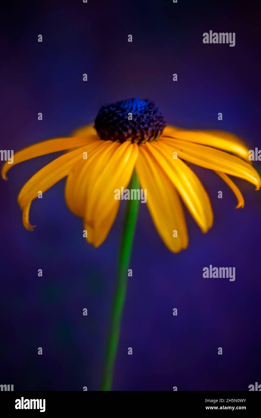 Prairie coneflower (Ratibida pinnata) grows alongside the road, July 9, 2011, in Columbus, Mississippi. Stock Photo