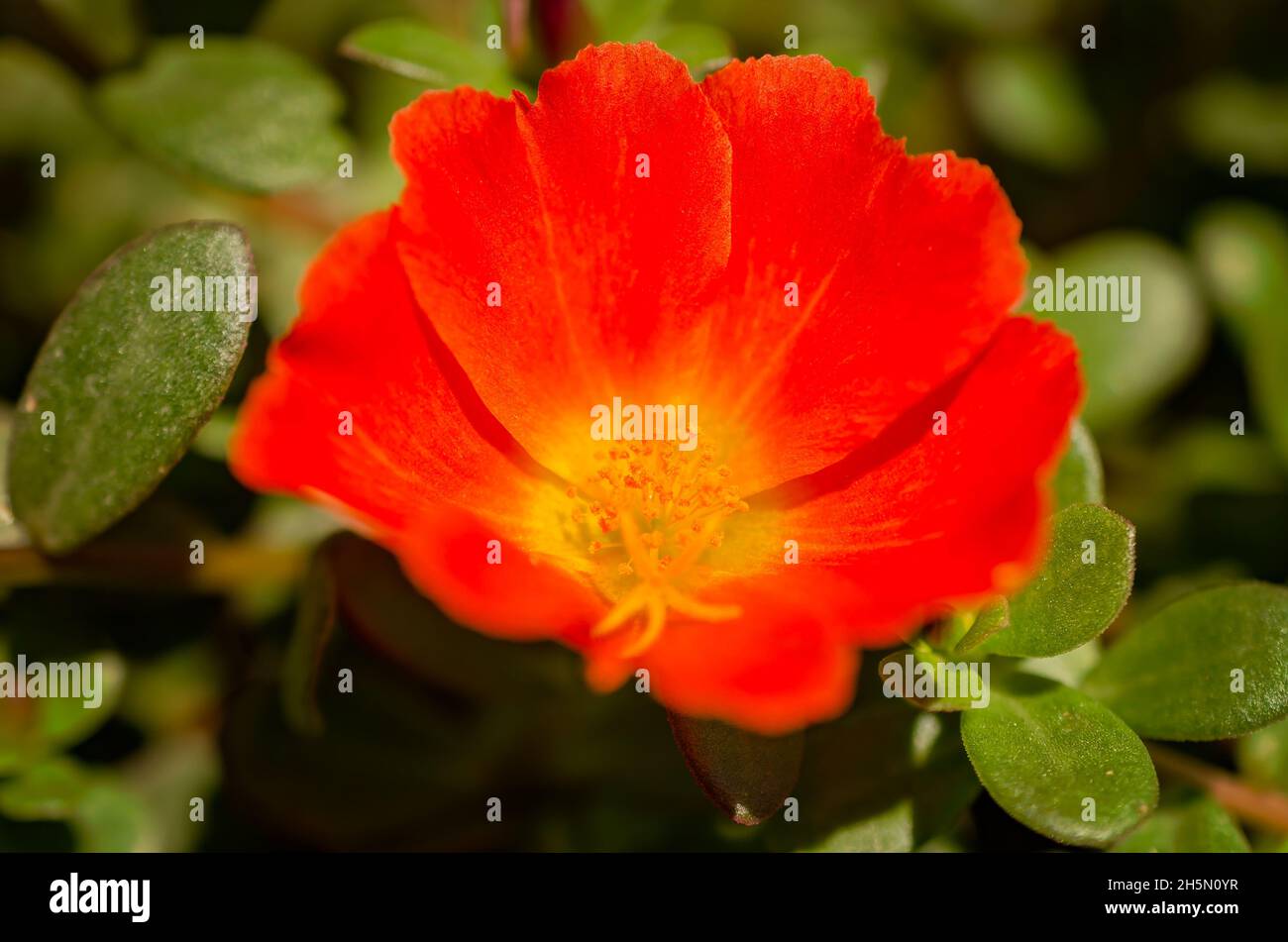 An orange purslane (Portulaca umbraticola) is pictured, May 15, 2016, in Coden, Alabama. The purslane is a perennial succulent. Stock Photo