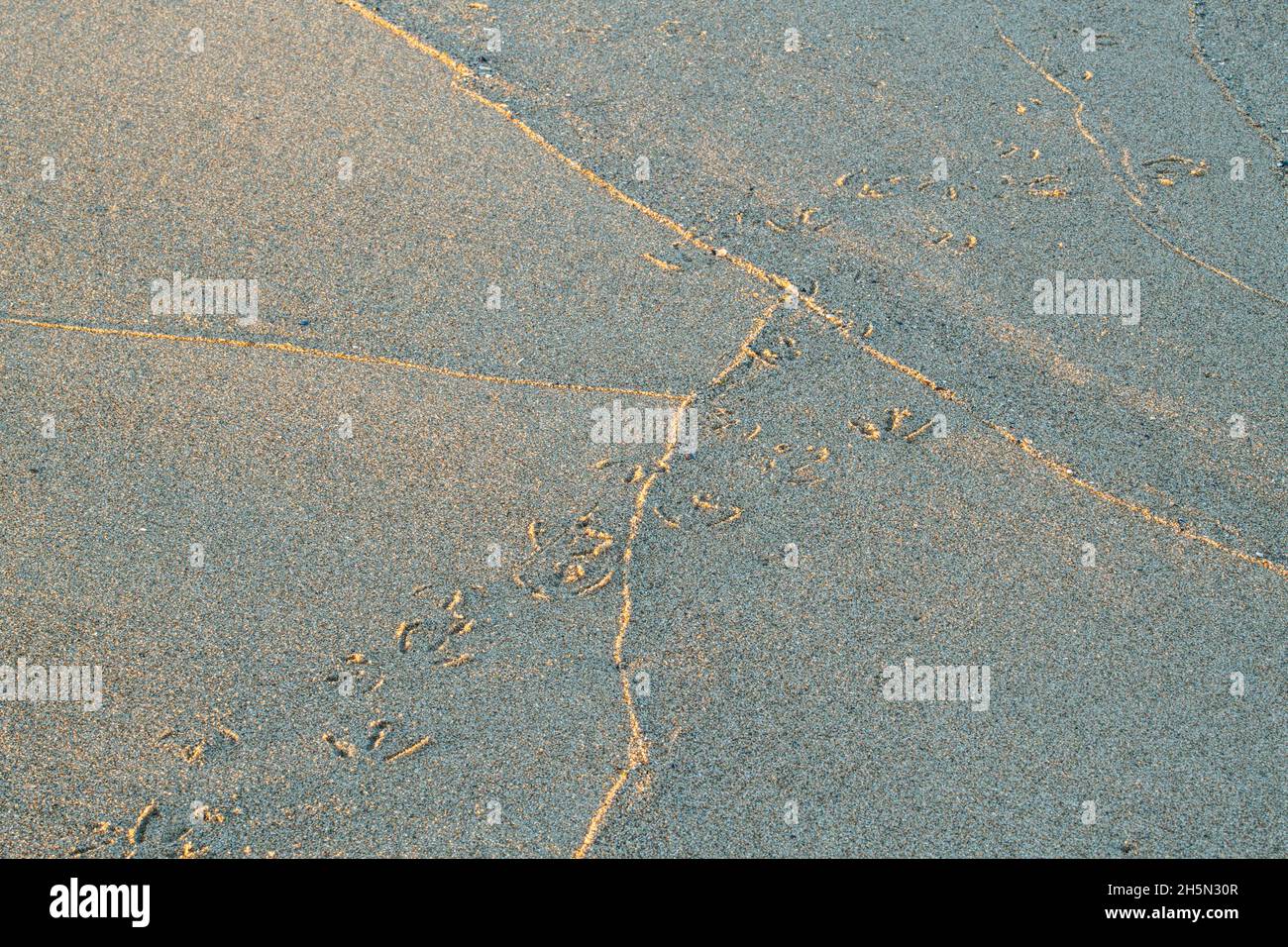 Bird tracks in the sand, J.T. Cheeseman Provincial Park, Newfoundland ...