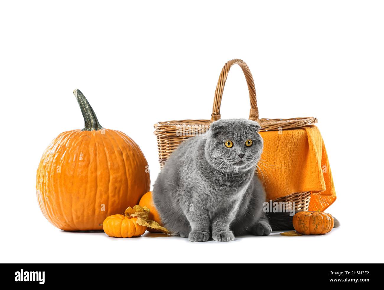 Thanks Giving Kitties On White Back Ground