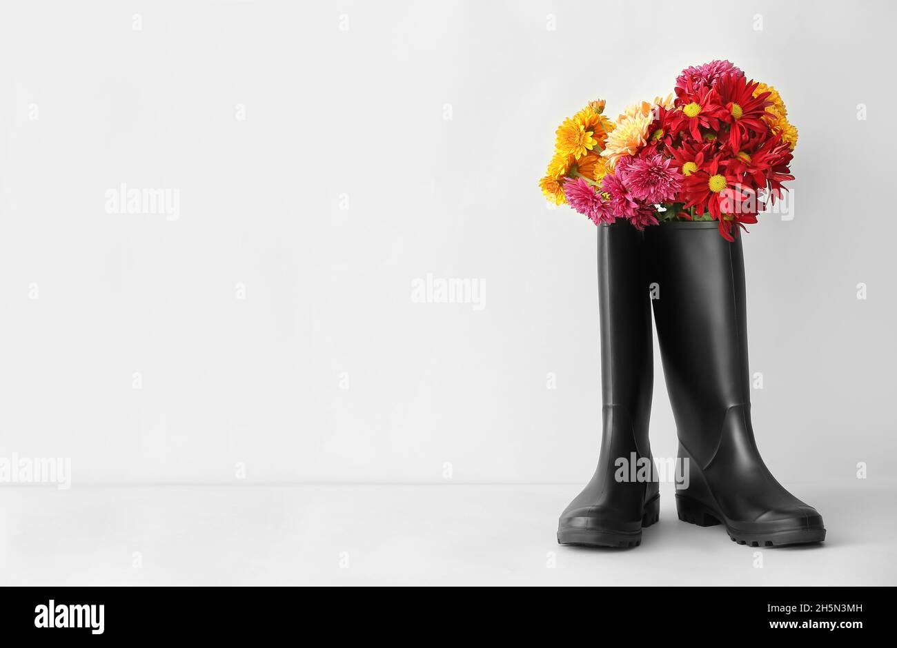 Rubber boots and beautiful chrysanthemum flowers on white background ...